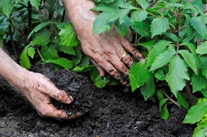 Mulches and mulching - applying compost mulch around dahlias