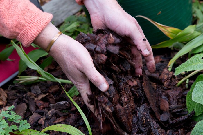 Mulching a euphorbia