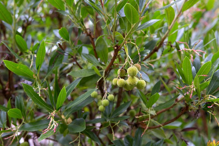 Strawberry tree Arbutus unedo