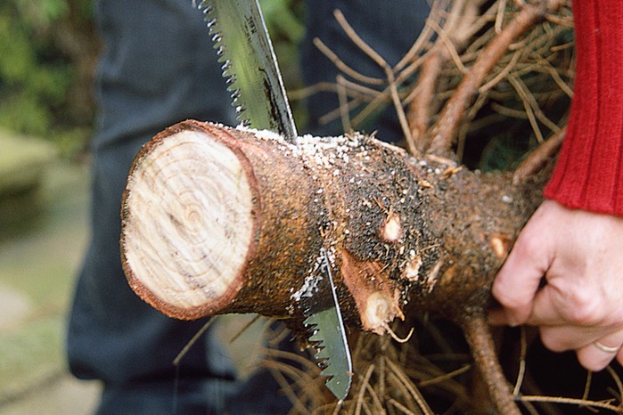 Sawing the trunk