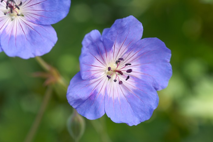 Geranium 'Rozanne'