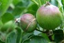 A ripening apple with a ring of scar around it caused by cracking