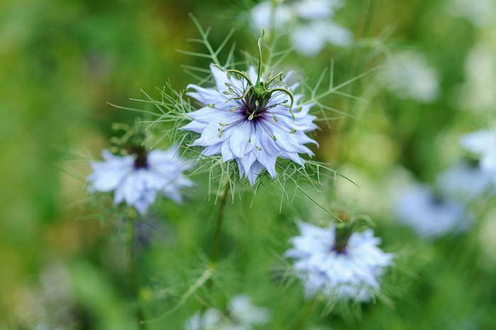 Love-in-a-mist, Nigella damascena