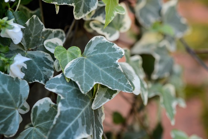 Variegated ivy