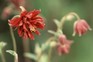 10 aquilegias to grow - Aquilegia 'Roundway Chocolate'