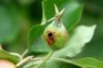 A developing fruit tunnelled through by a codling moth caterpillar