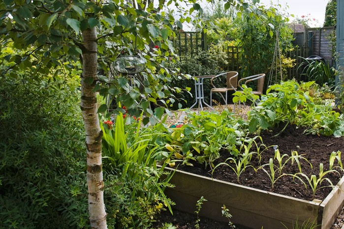 Low maintenance veg plot