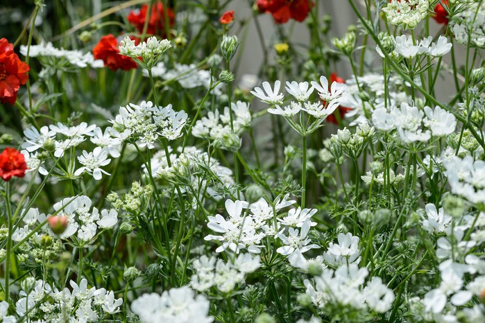 White laceflower (Orlaya grandiflora)