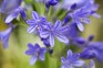 Agapanthus 'Brilliant Blue'