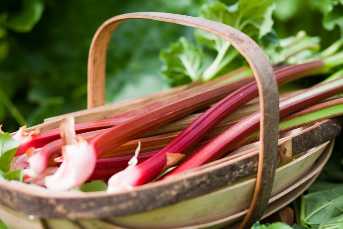 Rhubarb