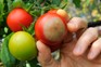 A ripening tomato with blossom end rot