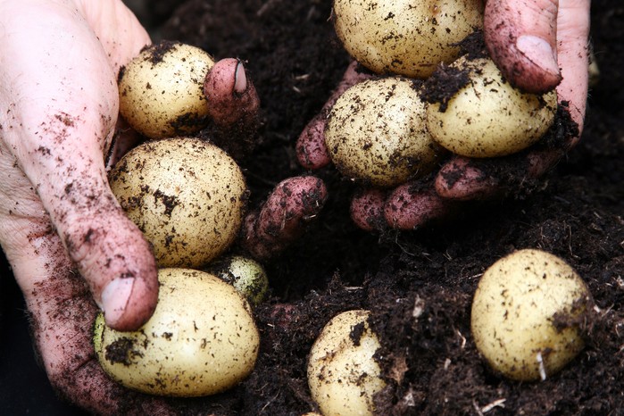 Harvesting potatoes