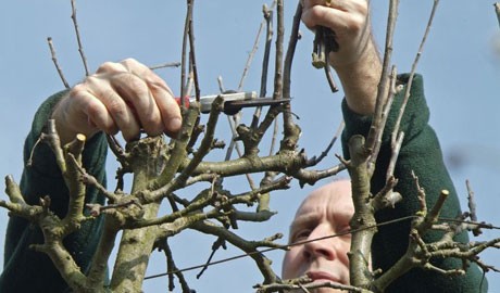 Removing dead, damaged or diseased branches