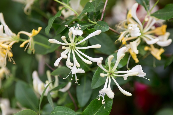 Honeysuckle, Lonicera periclymenum 'Scentsation'