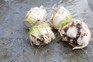 How to grow celeriac