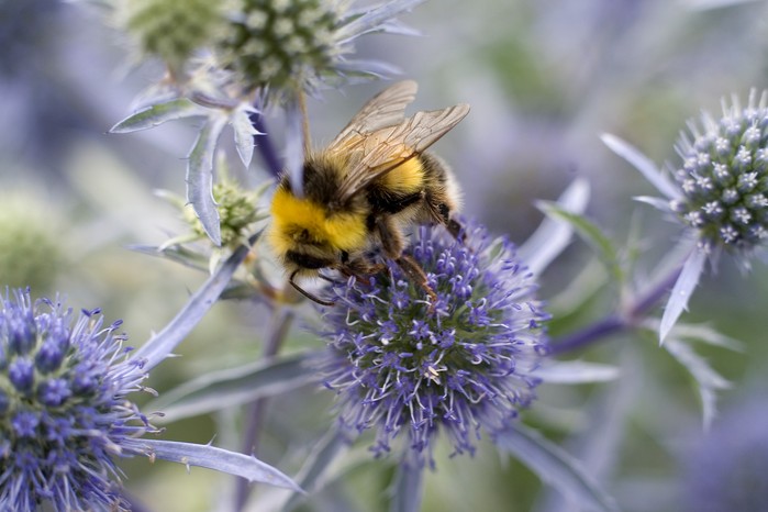 Bee on eryngium