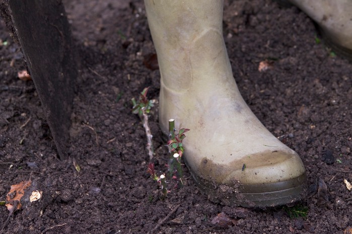 Planting the rose