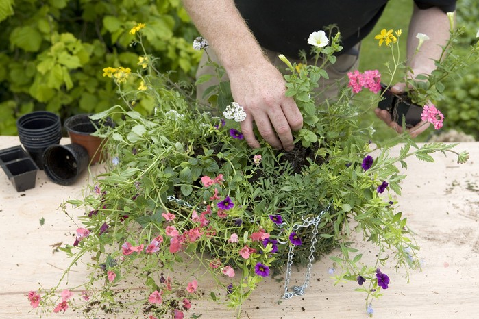 Wildlife hanging basket