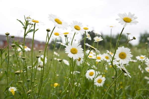 Lawn daisies