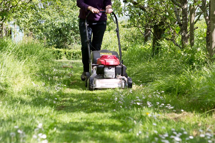 Mowing the lawn less often gives flowering plants a chance to thrive. Sarah Cuttle