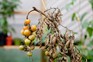 A blighted tomato plant with rotting fruit and withered leaves