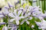 Agapanthus 'Enigma' bloom