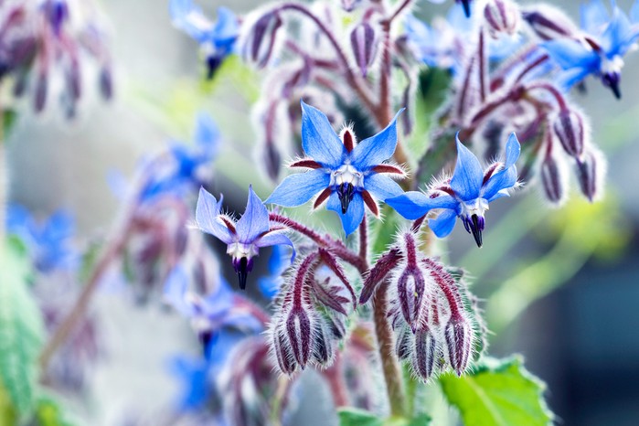 Borage