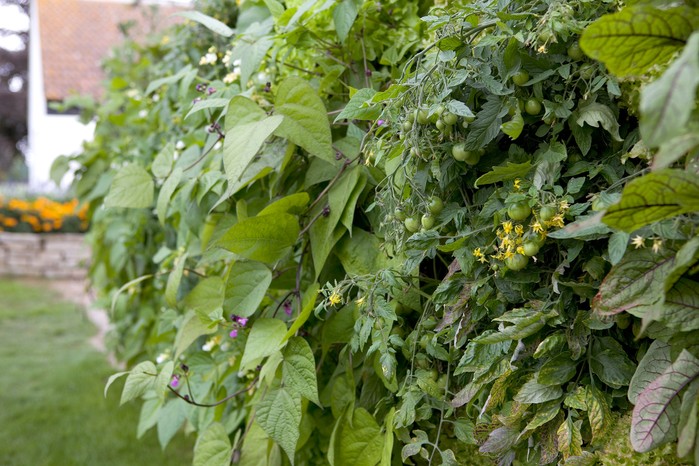 Tomatoes and beans growing in pocket planters