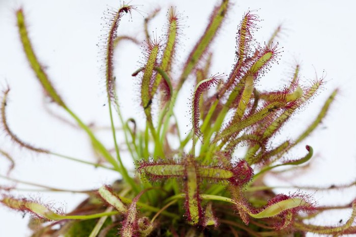 Carnivorous sundew plant