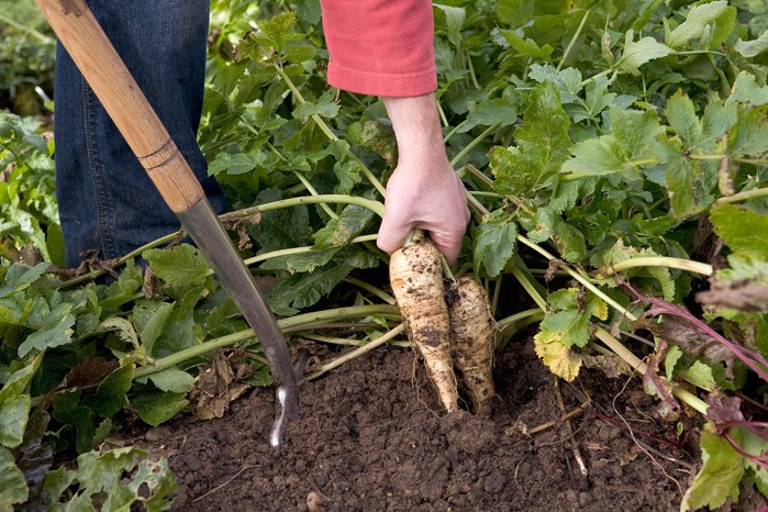 Harvesting parsnips