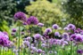 How to grow alliums