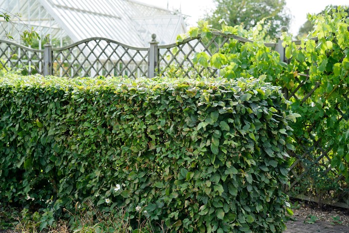 Hornbeam Carpinus betulus hedge