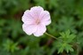   Geranium sanguineum var. striatum