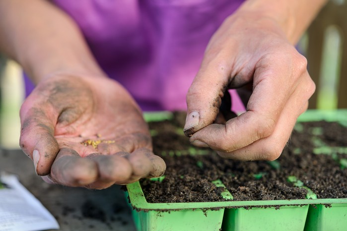 Sowing cabbage seeds in modules