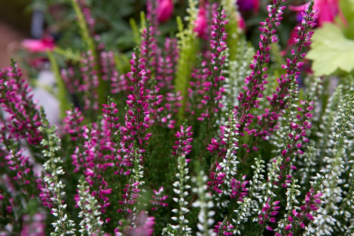 flowering-heather-9