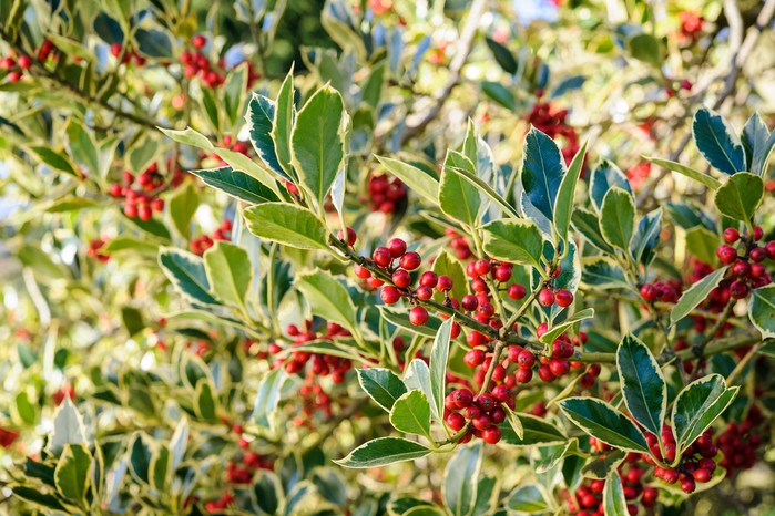 Holly Ilex aquifolium Argentea Marginata