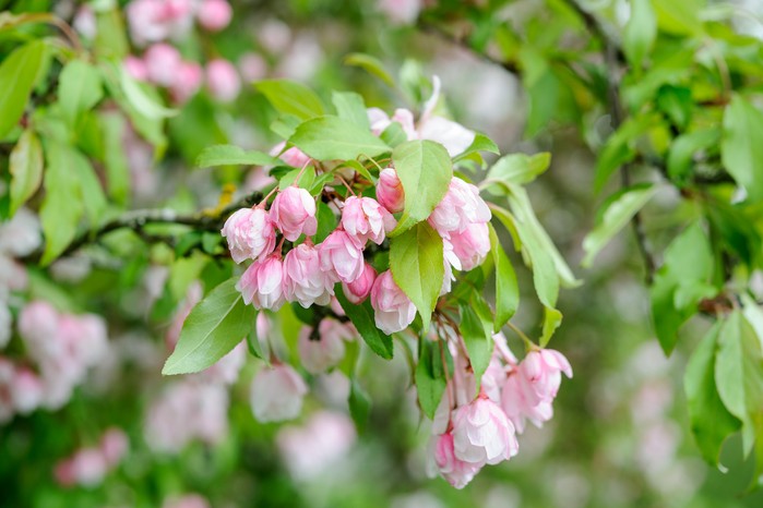 Crab apple blossom