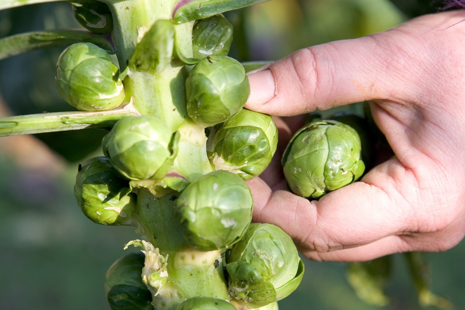 Harvesting Brussels sprouts