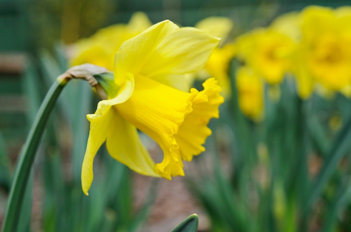 Narcissus 'Rijnveld's Early Sensation'