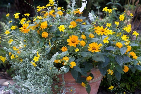 Top 10 plants for pots and containers