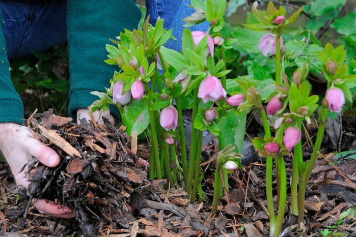 Mulches and mulching - applying mulch bark around hellebores