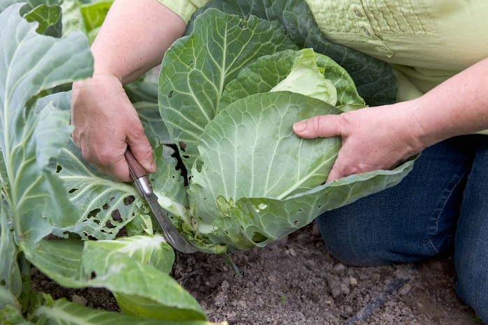 Harvesting cabbages