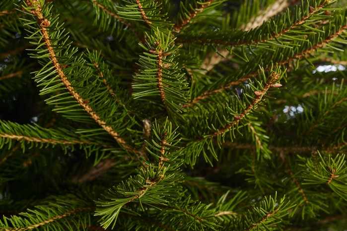 Recycle the Christmas tree