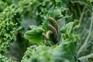 Cabbage white caterpillars