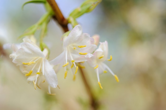 Lonicera x purpusii