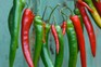 How to grow chillies