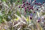 Deep-maroon allium blooms above fluffy cream seedheads and maroon foliage of pennisetum