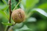 A scabbed pear on the tree A scabbed pear on the tree