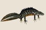 Great crested newt (Triturus cristatus)