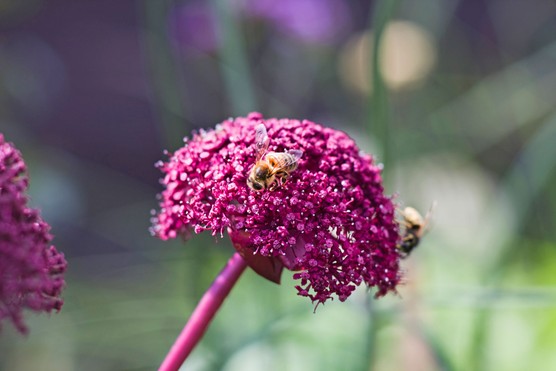 Bees on a magenta flowerhead